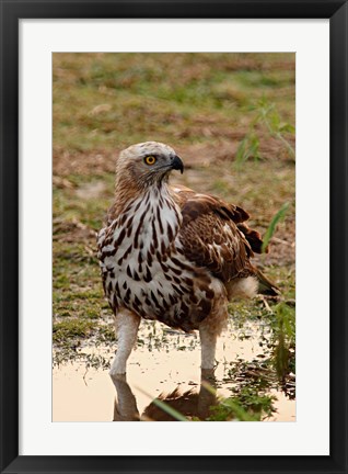 Framed Changeable Hawk Eagle, Corbett National Park, India Print