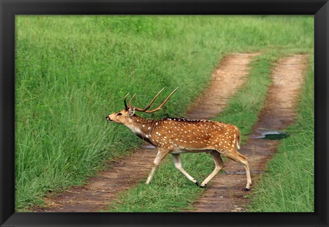 Framed Chital Stag, Corbett National Park, India Print