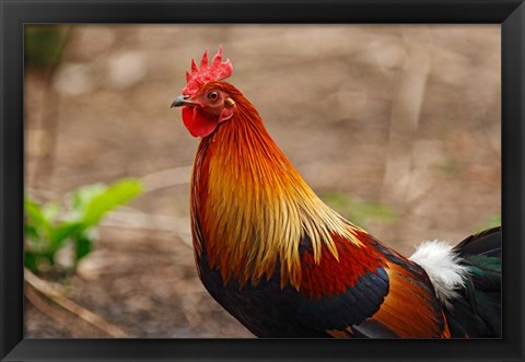 Framed Close up of Red Jungle Fowl, Corbett National Park, India Print