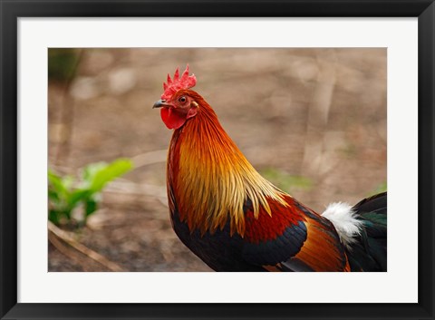 Framed Close up of Red Jungle Fowl, Corbett National Park, India Print