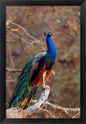 Framed Indian Peacock, Ranthambhor National Park, India Print