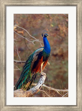 Framed Indian Peacock, Ranthambhor National Park, India Print