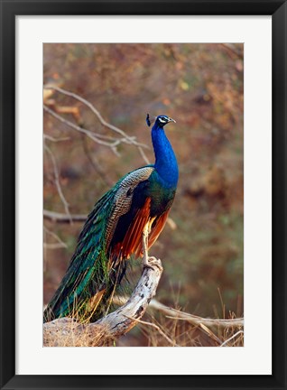 Framed Indian Peacock, Ranthambhor National Park, India Print