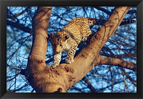 Framed Leopard wildlife, Ranthambhor National Park, India Print