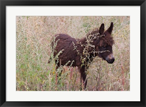 Framed Little Donkey, Leh, Ladakh, India Print