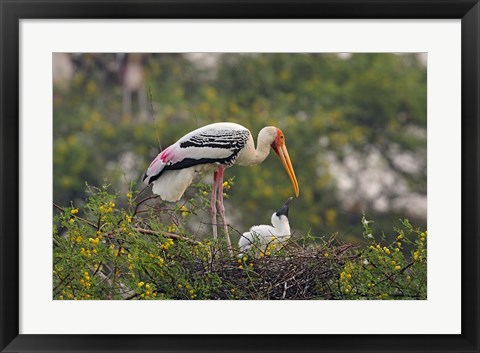 Framed Painted Stork birds, Keoladeo National Park, India Print