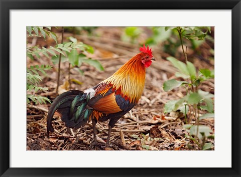 Framed Red Jungle Fowl, Corbett National Park, India Print