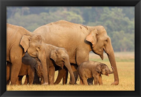 Framed Royal Bengal Tiger Watching, Ranthambhor National Park, India Print