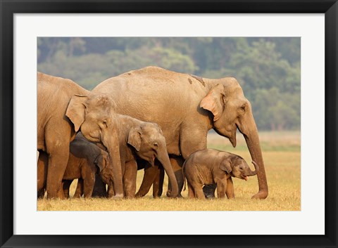 Framed Royal Bengal Tiger Watching, Ranthambhor National Park, India Print