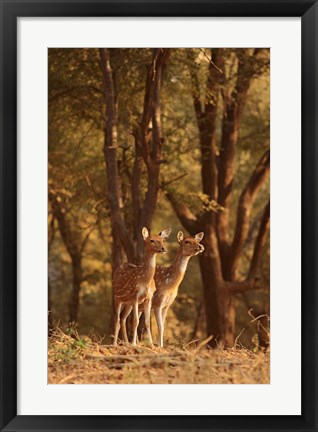 Framed Spotted Deers watching Tiger, Ranthambhor NP, India Print