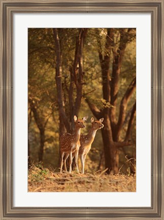 Framed Spotted Deers watching Tiger, Ranthambhor NP, India Print