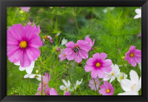 Framed Meadow Flowers, Ladakh, India Print