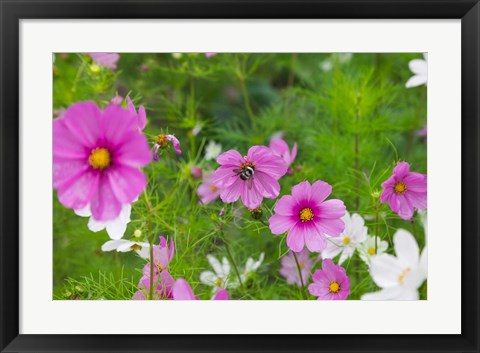 Framed Meadow Flowers, Ladakh, India Print