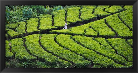 Framed Tea Plantation, Kerala, India Print