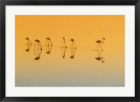 Framed Lesser Flamingos on the Lake, Udaipur, Rajasthan, India Print