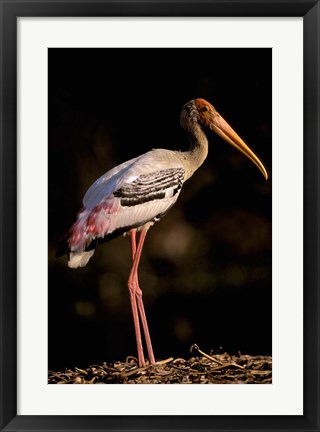 Framed Painted Stork, Bharatpur, Keoladeo National Park, Rajasthan, India Print