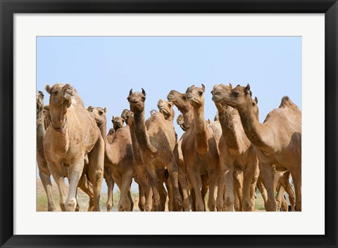 Framed Camels in the desert, Pushkar, Rajasthan, India Print