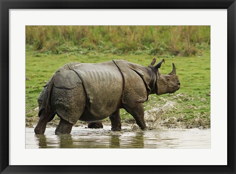 Framed One-horned Rhinoceros, coming out of jungle pond, Kaziranga NP, India Print