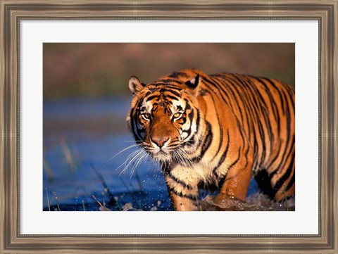 Framed Bengal Tiger, India Print