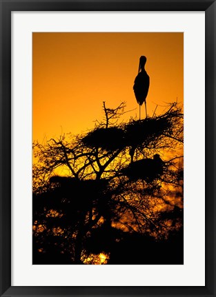 Framed Silhouette of Painted Stork, Keoladeo National Park, Rajasthan, India Print