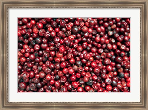 Framed Asia, India, Darjeeling. Red berries, Fresh Fruits Print