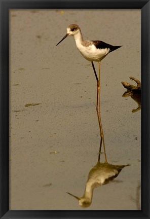 Framed Black-winged stilt bird, Keoladeo Ghana Sanctuary, INDIA Print