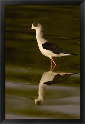 Framed Black-winged stilt bird, INDIA Print