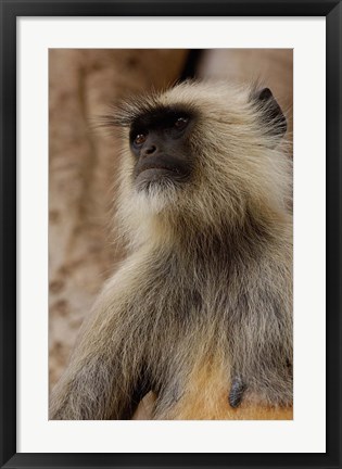 Framed Hanuman Langur primate, Ranthambhore NP, Rajasthan INDIA Print