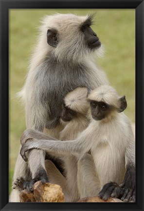 Framed Hanuman Langurs monkeys, Jodhpur, Rajasthan Print