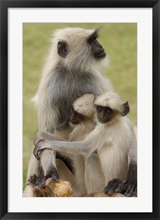 Framed Hanuman Langurs monkeys, Jodhpur, Rajasthan Print