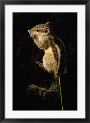 Framed Northern Palm Squirrel, Bharatpur NP, Rajasthan. INDIA Print