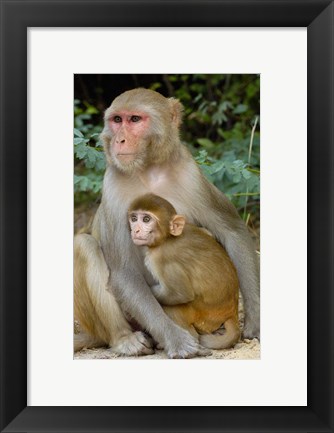 Framed Rhesus Macaque monkey with baby, Bharatpur National Park, Rajasthan INDIA Print