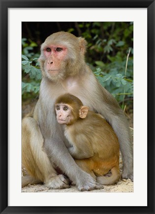 Framed Rhesus Macaque monkey with baby, Bharatpur National Park, Rajasthan INDIA Print