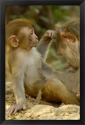 Framed Rhesus Macaque, Bharatpur National Park, Rajasthan INDIA Print