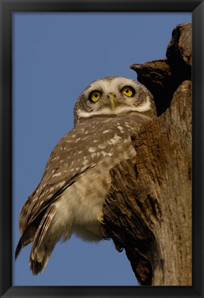 Framed Spotted Owlet bird, Bharatpur NP, Rajasthan. INDIA Print