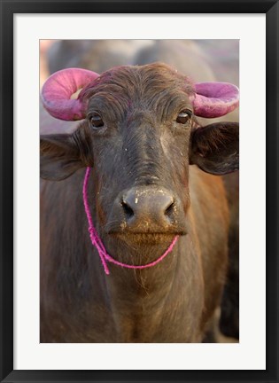 Framed Water buffalo, Diwali Hindu festival, Rajasthan, India Print