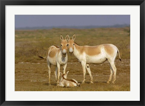 Framed Group of Asiatic Wild Ass,  Gujarat, INDIA Print