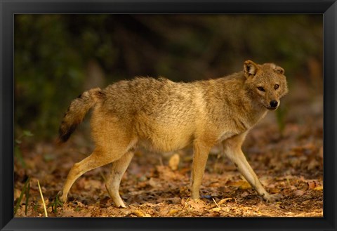 Framed Golden Jackal wildlife, Bharatpur NP, Rajasthan. INDIA Print