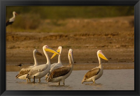 Framed Great White Pelican bird, Velavadar, Gujarat, SW INDIA Print