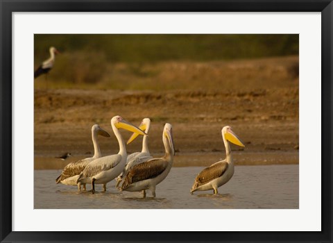 Framed Great White Pelican bird, Velavadar, Gujarat, SW INDIA Print