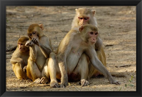 Framed Group of Rhesus Macaques, Bharatpur NP, Rajasthan, INDIA Print