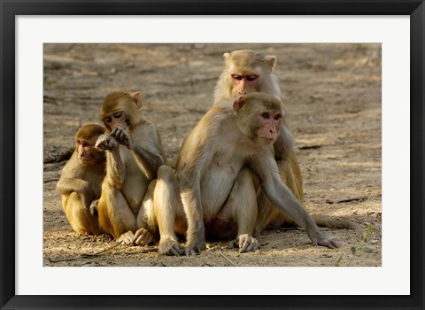 Framed Group of Rhesus Macaques, Bharatpur NP, Rajasthan, INDIA Print