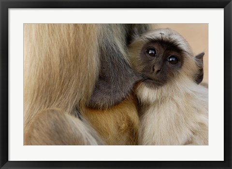 Framed Hanuman Langur monkey feeding, Ranthambhore NP, Rajasthan INDIA Print