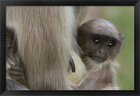 Framed Hanuman Langurs baby monkey, Mandore, Rajasthan. INDIA Print