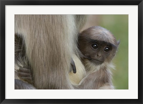 Framed Hanuman Langurs baby monkey, Mandore, Rajasthan. INDIA Print