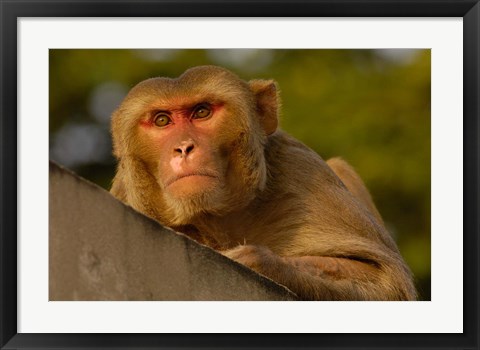 Framed Rhesus Macaque, Bird, Bharatpur. Rajasthan. INDIA Print