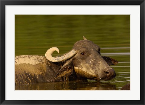 Framed Water buffalo, Wildlife, Bharatpur village, INDIA Print