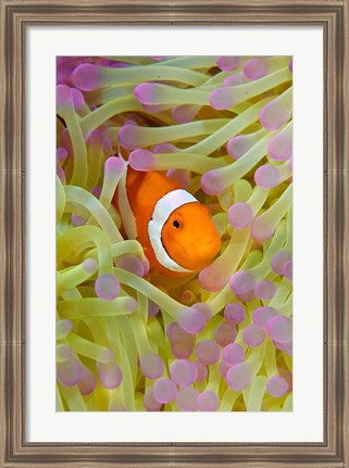 Framed Anemonefish in protective anemone, Raja Ampat, Papua, Indonesia Print