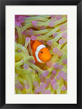 Framed Anemonefish in protective anemone, Raja Ampat, Papua, Indonesia Print