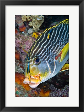 Framed Cleaner fish with sweetlip fish, Raja Ampat, Papua, Indonesia Print